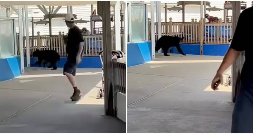 Captan en cรกmara un oso invadiendo el Parque Marino Gulfarium en Walton Beach en Florida oso negro-Parque Marino Gulfarium