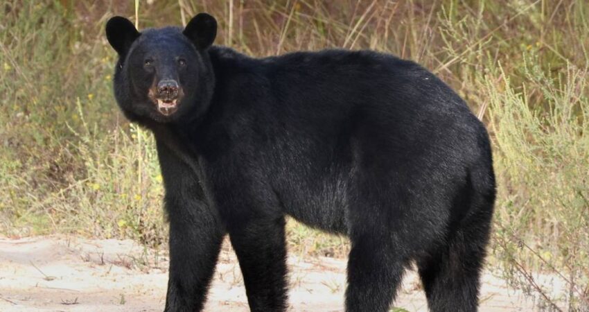 Reportan una persona muerta en el condado de Collier en Florida presumiblemente por ataque de oso oso negro-animales salvajes