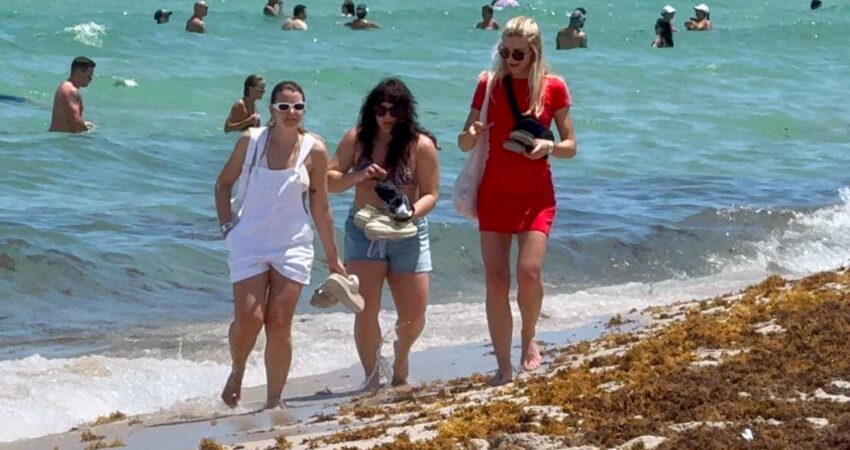 Florida, Mรฉxico y el Caribe se preparan para una afluencia de 31 millones de toneladas de sargazo que se dirigen a sus costas sargazo-miamibeach