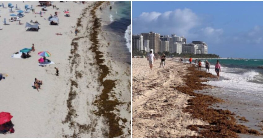 Se esperan grandes cantidades de algas marinas en las costas de Florida esta temporada sargazo-playas de Miami