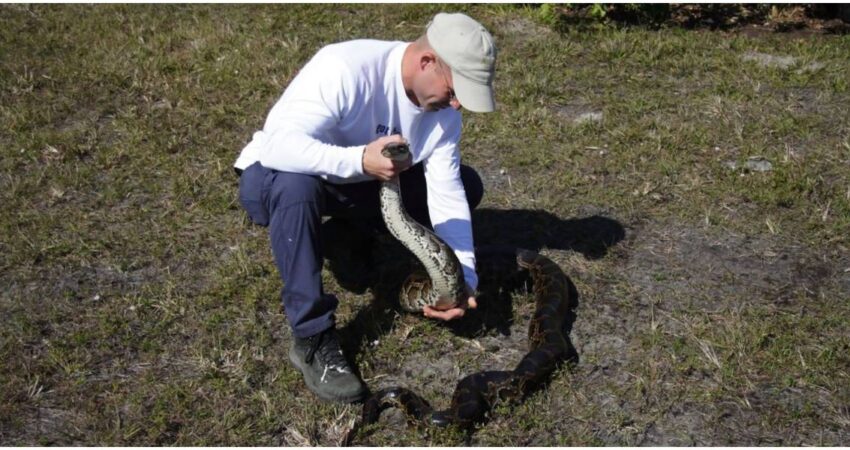 Comienzan las inscripciones para cazar pitones en Florida serpiente pitรณn-serpientes en Florida