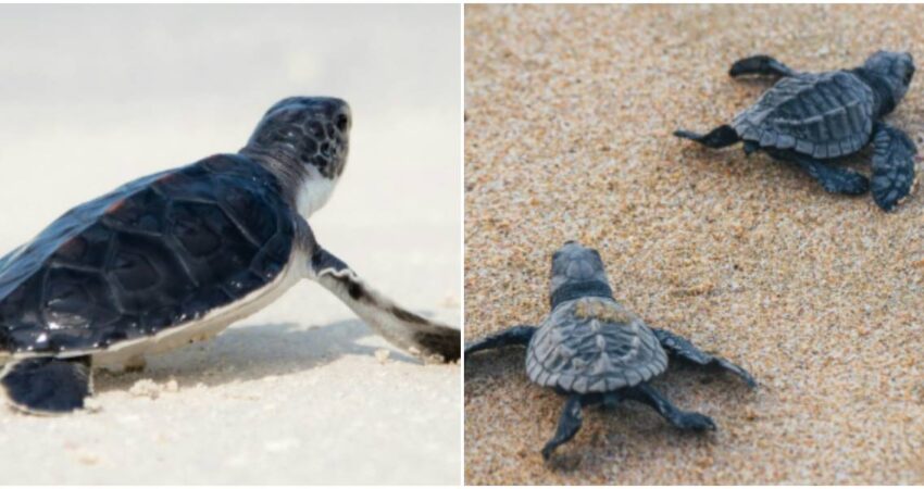 Autoridades recomiendan no interferir en el proceso de anidaciรณn de las tortugas marina que comenzรณ este mes tortugas marinas-animales