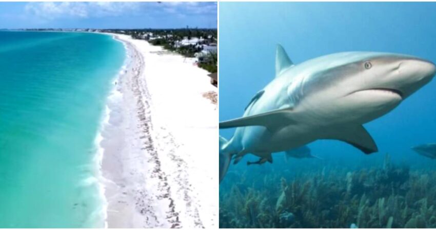 Impactante ataque de tiburón a una niña de 9 años mientras hacía snorkel en una playa de Florida Boca Grande-Tiburón
