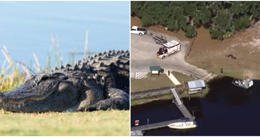 Mujer muere frente a su esposo tras ser atacada por un enorme caimán en el Parque Estatal Lake Kissimmee en Florida Caimán-Kissimmee Lake
