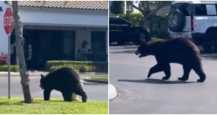 Oso deambula por un centro comercial en Naples, Florida y deja a residentes atónitos Oso negro en Naples
