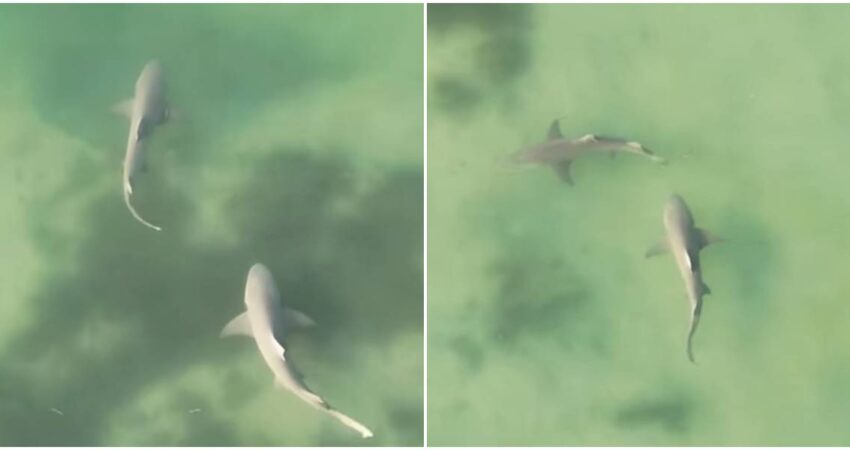 Captan desde un dron dos enormes tiburones merodeando en aguas poco profundas de las costas de Florida Tiburones en Florida