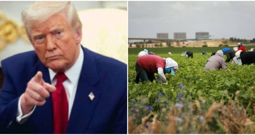 Trump plantea pase temporal para inmigrantes en sectores agrícolas y hoteleros, pero sin detalles concretos Trump-trabajadores agrícolas