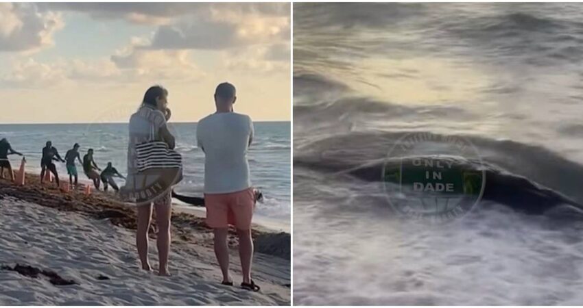 Ballena aparece en la orilla de Miami Beach y conmociona a los baรฑistas ballena-miami