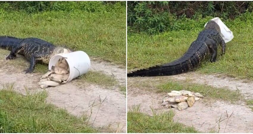 Cocodrilo "roba" pescados a cubano durante jornada de pesca en Estados Unidos caiman-cubano-ee.uu