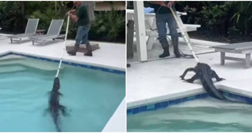 Oficiales retiran un caimán de siete pies de una piscina en el condado de Martin en Florida captura de caimán- caimanes en Florida