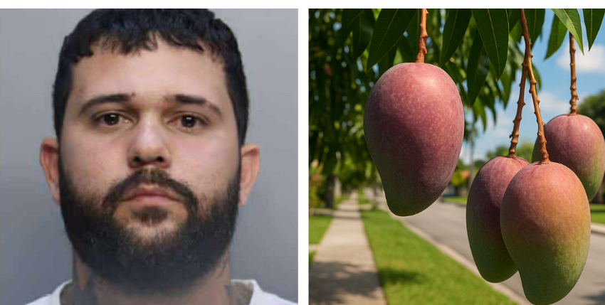 Hombre saca un arma tras disputa por mangos en Miami mangos