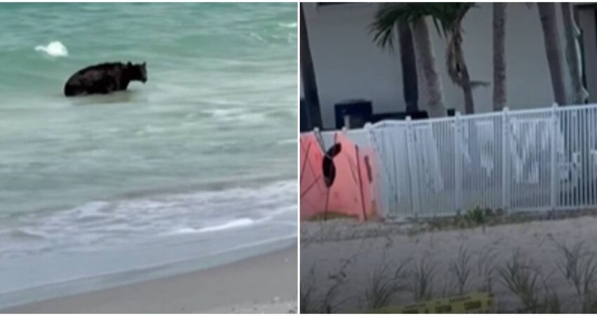 Captado en cámara oso tomando un baño en la playa de Naples en Florida oso negro-oso en Florida
