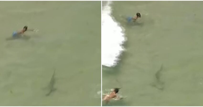 Sorprendentes imágenes de un tiburón nadando entre dos bañistas en playa de Fort Lauderdale tiburones en Fort Lauderdale-bañistas