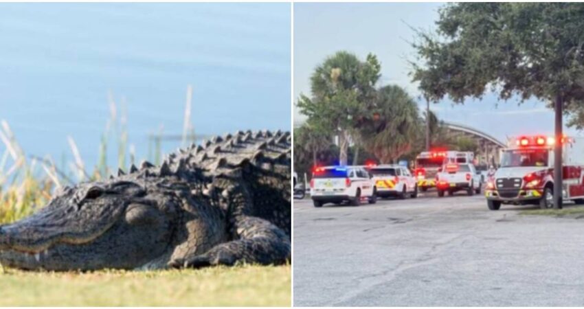 Una mujer sobrevive a ataque de caimán mientras nadaba en un río de Florida caimán-Bomberos