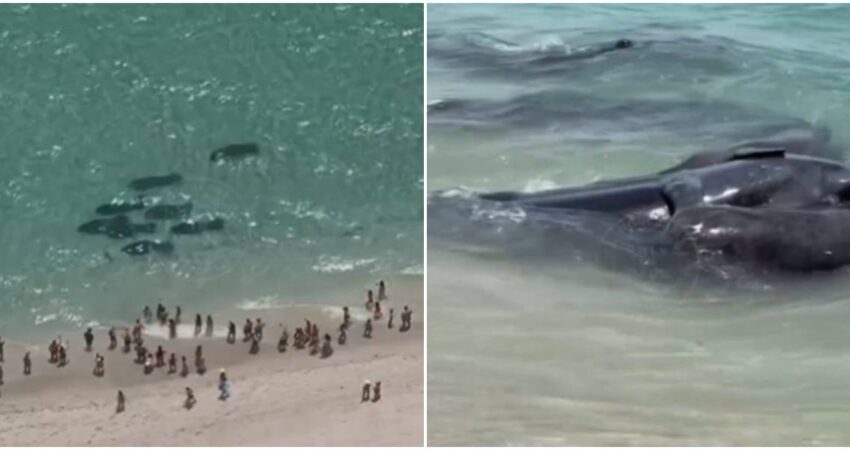 Encuentro inesperado con la vida salvaje: manada de manatíes sorprende a bañistas en Sunny Isles, Miami manatíes en Miami Beach
