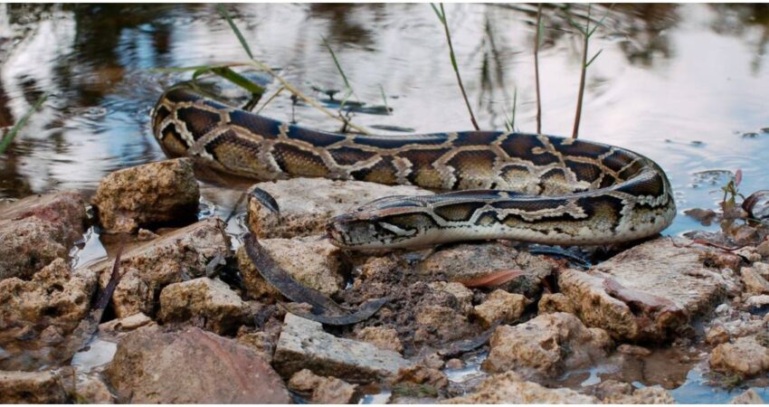 Arranca el Florida Python Challenge 2025: Una batalla crucial contra las serpientes invasoras pitón birmana en Everglades