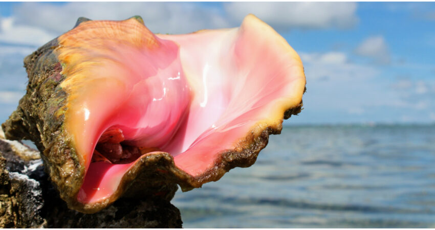 FWC acusa a mujer de Key West de recolectar de forma ilegal caracoles reina que son protegidos por las leyes estatales Concha reina en Cayos de la Florida