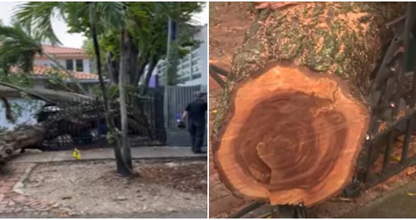 Se desploma imponente árbol en vecindario de Coconut Grove afectando a varias propiedades. No se reportaron heridos caída de árbol en Coconut Grove