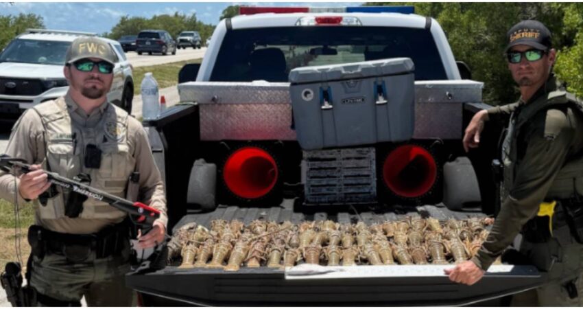 FWC arresta a hombre en Florida con un cargamento de 53 langostas espinosas violando las regulaciones estatales captura ilegal de langosta