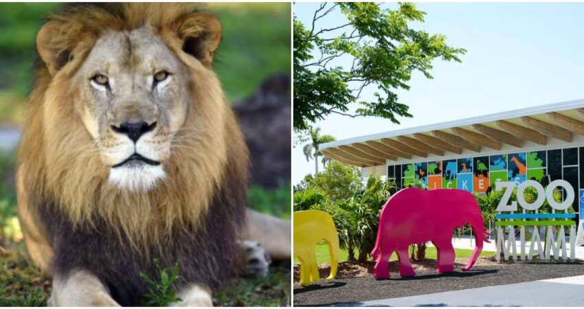 Fallece Kwame, el último león del Zoológico de Miami, producto de una desgastante enfermedad Kwame-Miami Zoo
