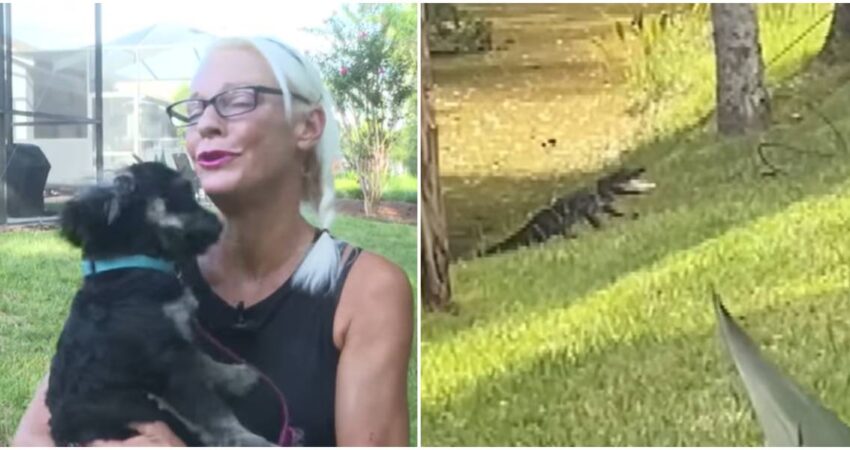 Mujer en Florida arriesga su vida para rescatar a su cachorro de las fauces de un caimán Mujer de Florida-caimán