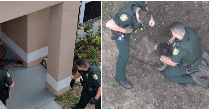 "¡Insólito!": Encuentran caimán descansando tranquilamente en el porche de una vivienda en Florida captura de caimán