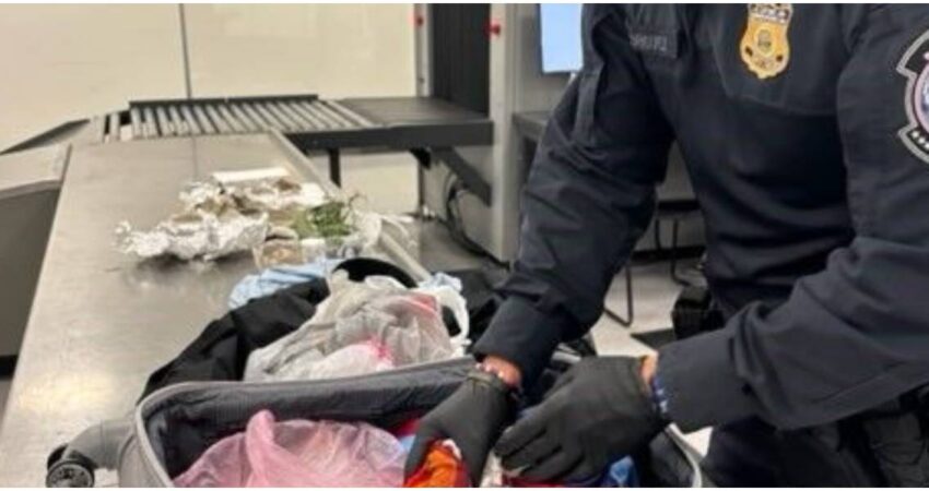 Alarmante hallazgo en aeropuerto de Tampa: CBP descubre presuntos restos humanos en la maleta de un viajero cbp-maleta-florida
