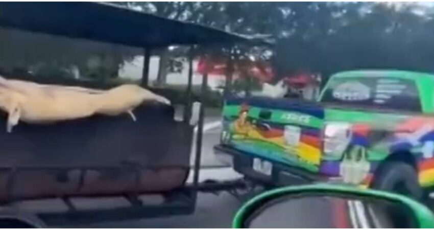 Captan en cámara a conductor que llevaba un cerdo asándose en un tráiler mientras transitaba por una avenida de Houston cerdo a la púa