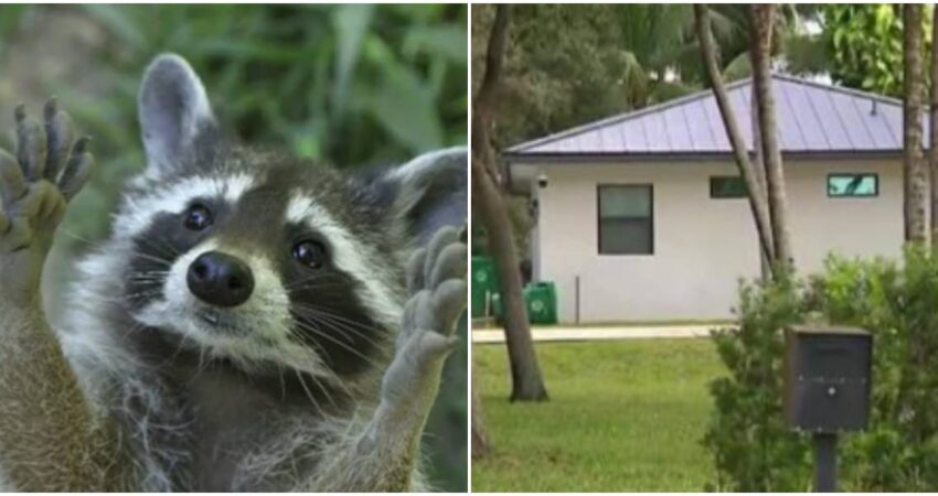 Vecinos de Davie bajo advertencia: zona en cuarentena por rabia tras detectar mapache infectado mapache-Davie