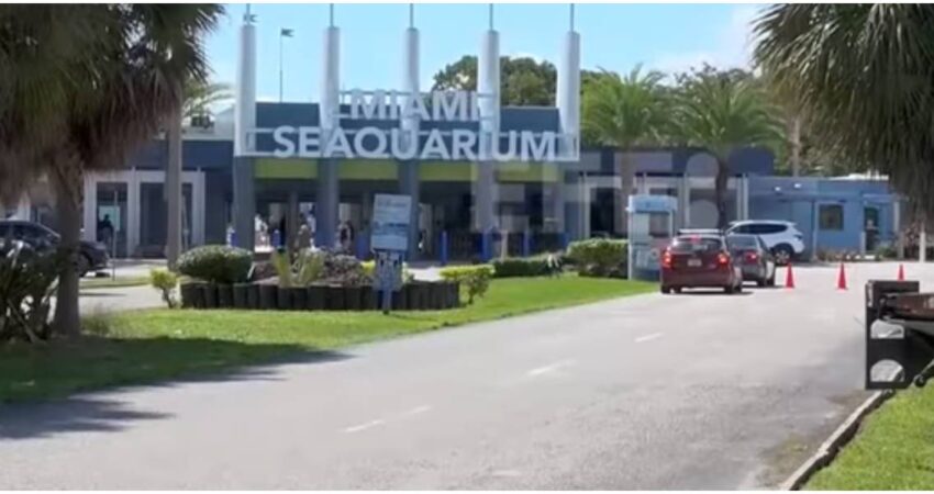 Seaquarium baja el telón: Virginia Key se prepara para un renacimiento ecológico después de años de polémicas Acuario de Miami
