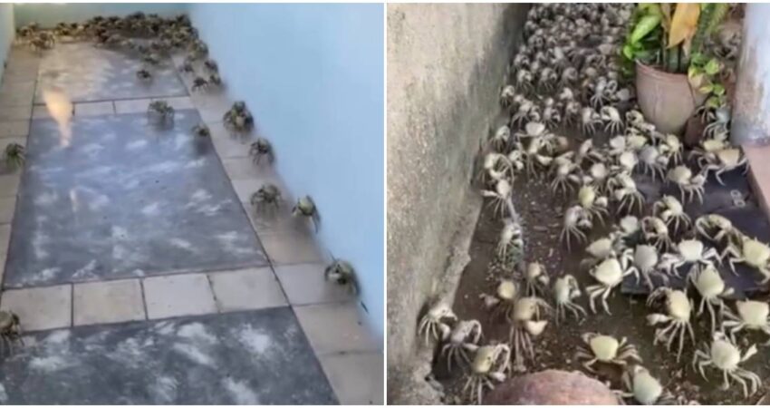 ยกCaibariรฉn bajo ataque! Miles de cangrejos invaden calles y casas en Villa Clara Cangrejos en Villa Clara