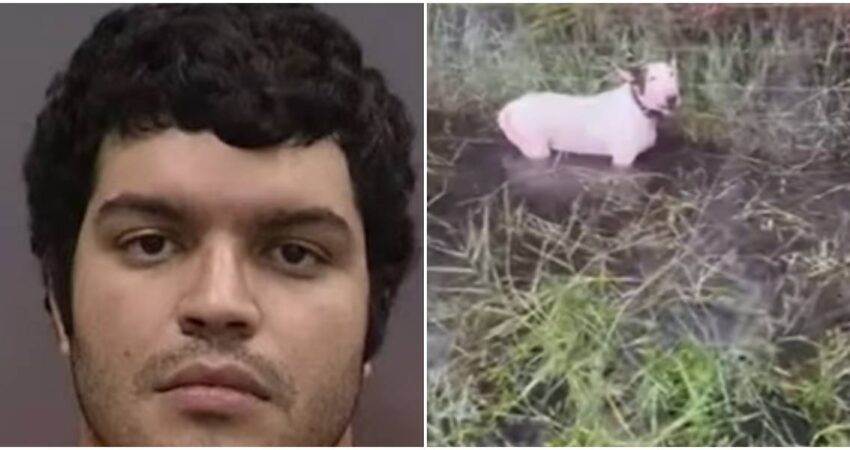 Perro que sobreviviรณ al huracรกn Milton inspira una ley contra el abandono, mientras su exdueรฑo queda libre de cargos hombre de Florida-perro de Florida
