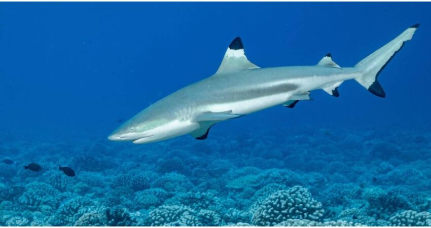 Video impactante: captan en cámara rescate de un niño de 8 años que fue atacado por un tiburón de punta negra en los Cayos de la Florida tiburón de punta negra