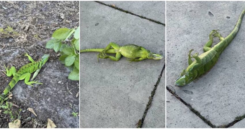 “Lluvia de iguanas” en Florida: el frío paraliza a los reptiles y sorprende a los residentes Iguanas congeladas