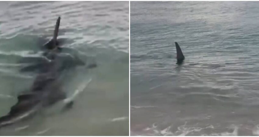 Un tiburón martillo sorprende a bañistas al nadar junto a la orilla en Hollywood Beach y enciende las redes sociales Tiburón martillo