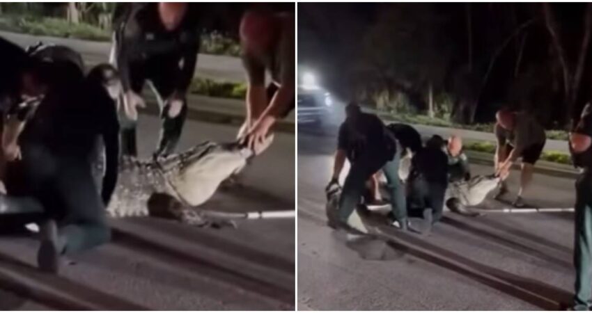 Impactante operativo en Florida: se necesitaron ocho especialistas para someter a un caimán de más de 300 kg caimán en Florida