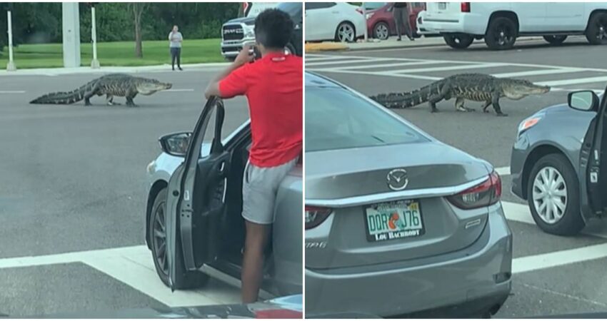 “Ni Daddy Yankee entra con tanto flow”: arden las redes tras video de un gran caimán que paró el Tráfico en una calle de Florida caimán en Tampa