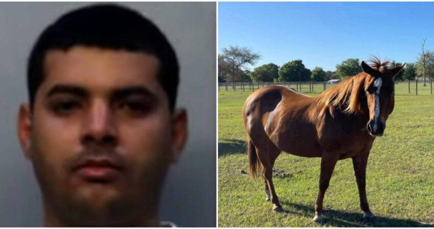 ICE entra en escena tras arresto de cubano acusado de robar caballos en Florida cubano arrestado-caballo-abuelo
