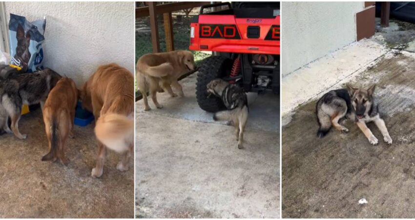 Influencer cubano Eliécer Ávila detiene su auto y salva a tres cachorros abandonados en plena carretera de Miami perros