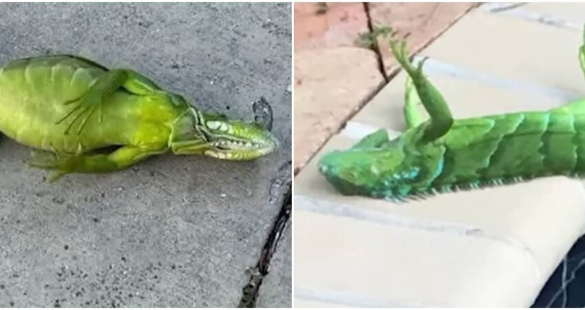 ¿Están muriendo las iguanas por el frío en Florida? Lo que realmente ocurre en el sur de Florida Iguanas congeladas (1)