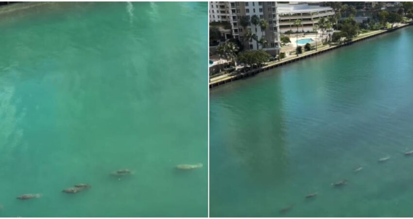“Una postal de naturaleza en medio de la ciudad”: captan una familia de manatíes nadando frente a edificios de lujo en Miami manatíes en Miami