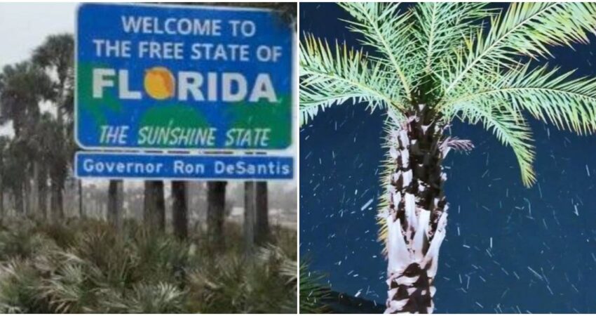 Nieve en Florida por segundo año consecutivo sorprende al estado nieve-florida (2)