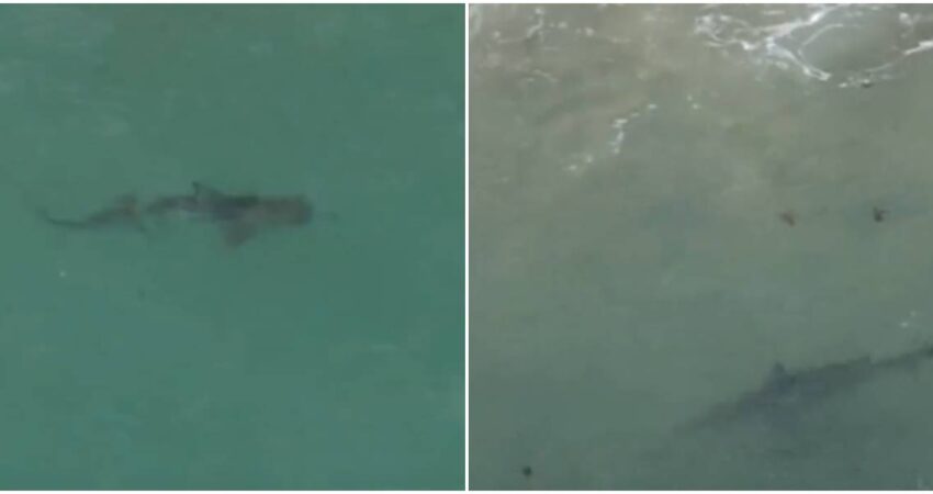 Tiburón nada a metros de bañistas en North Beach y las imágenes aéreas se vuelven virales tiburón en North Miami