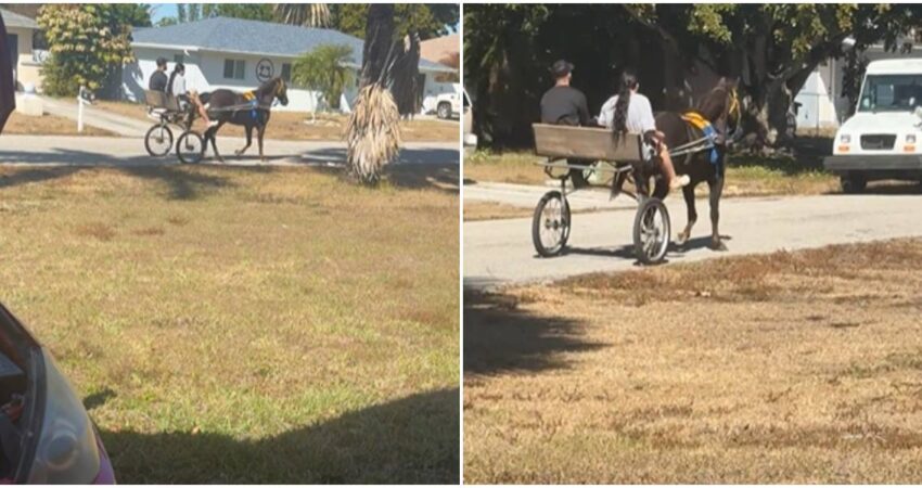 Lehigh Acres โse volviรณ Camagรผeyโ: un coche tirado por caballo desata nostalgia y debate entre cubanos en Florida carretรณn de caballo en Florida