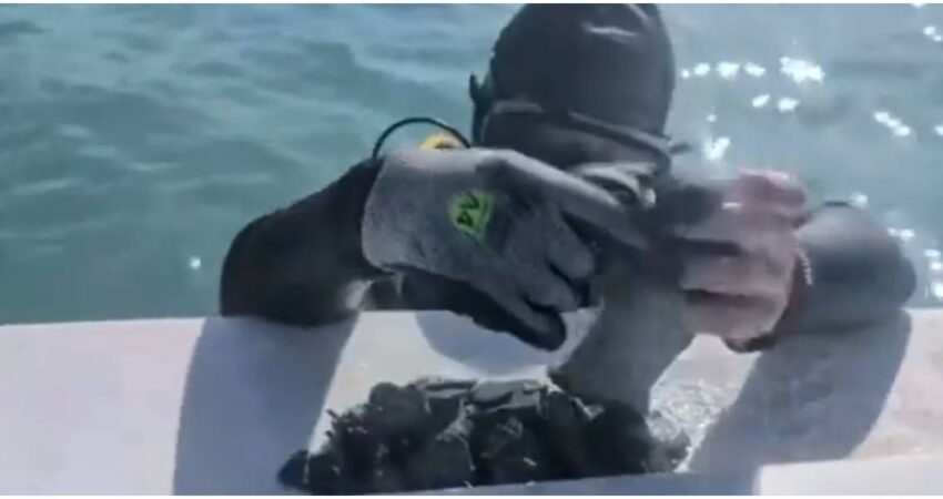 ¡Después de 300 años bajo el mar! Aparece en Florida un tesoro español valorado en un millón de dólares monedas de oro españolas