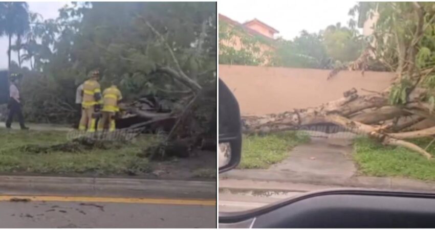 Casas sin corriente y árboles caídos: así quedaron las zonas de Miami-Dade afectadas por las fuertes tormentas árboles caídos en Miami