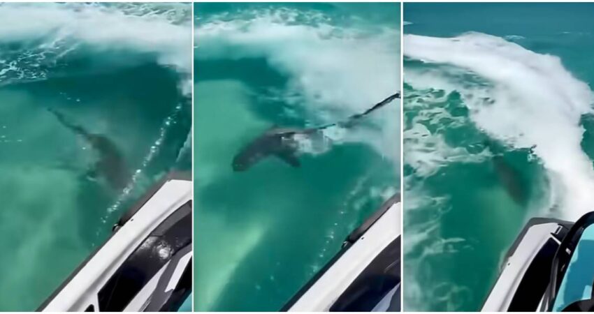 “Momento aterrador": video viral muestra un tiburón toro atacando una moto acuática en Florida ataque de tiburón