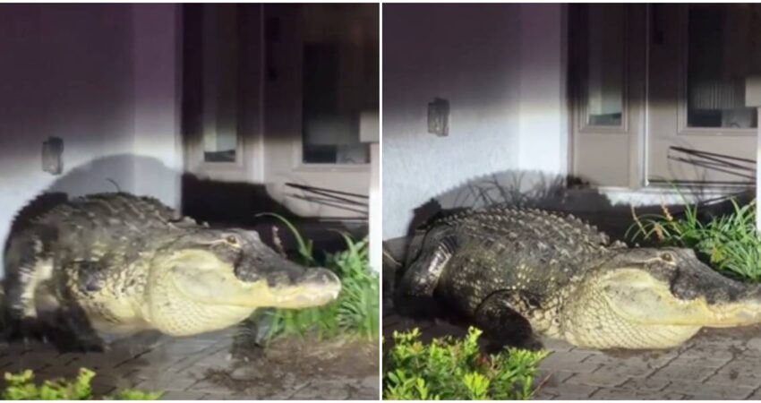 Florida en alerta: comienzan a verse caimanes en zonas residenciales en plena temporada de apareamiento caimán gigante