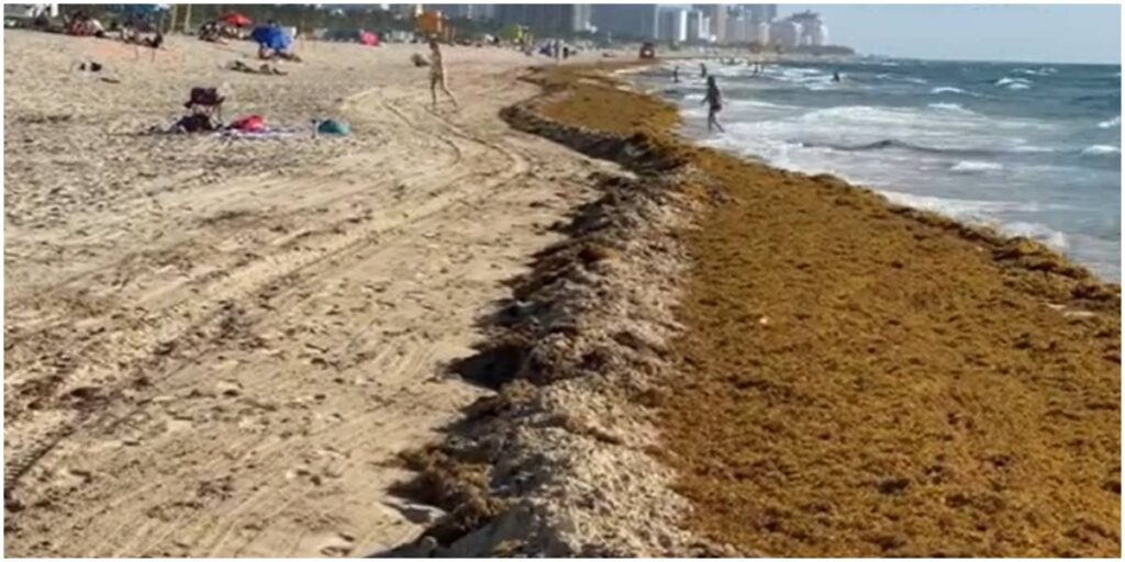 «Tsunami» de sargazo golpea Florida: playas cubier
