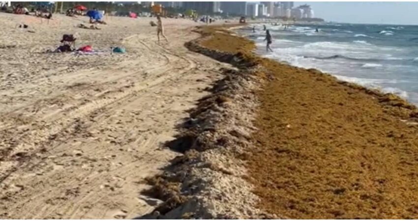 Bajo amenaza de la naturaleza: playas de Miami enfrentan una invasiรณn de sargazo que podrรญa ser histรณrica Sargazo en Miami